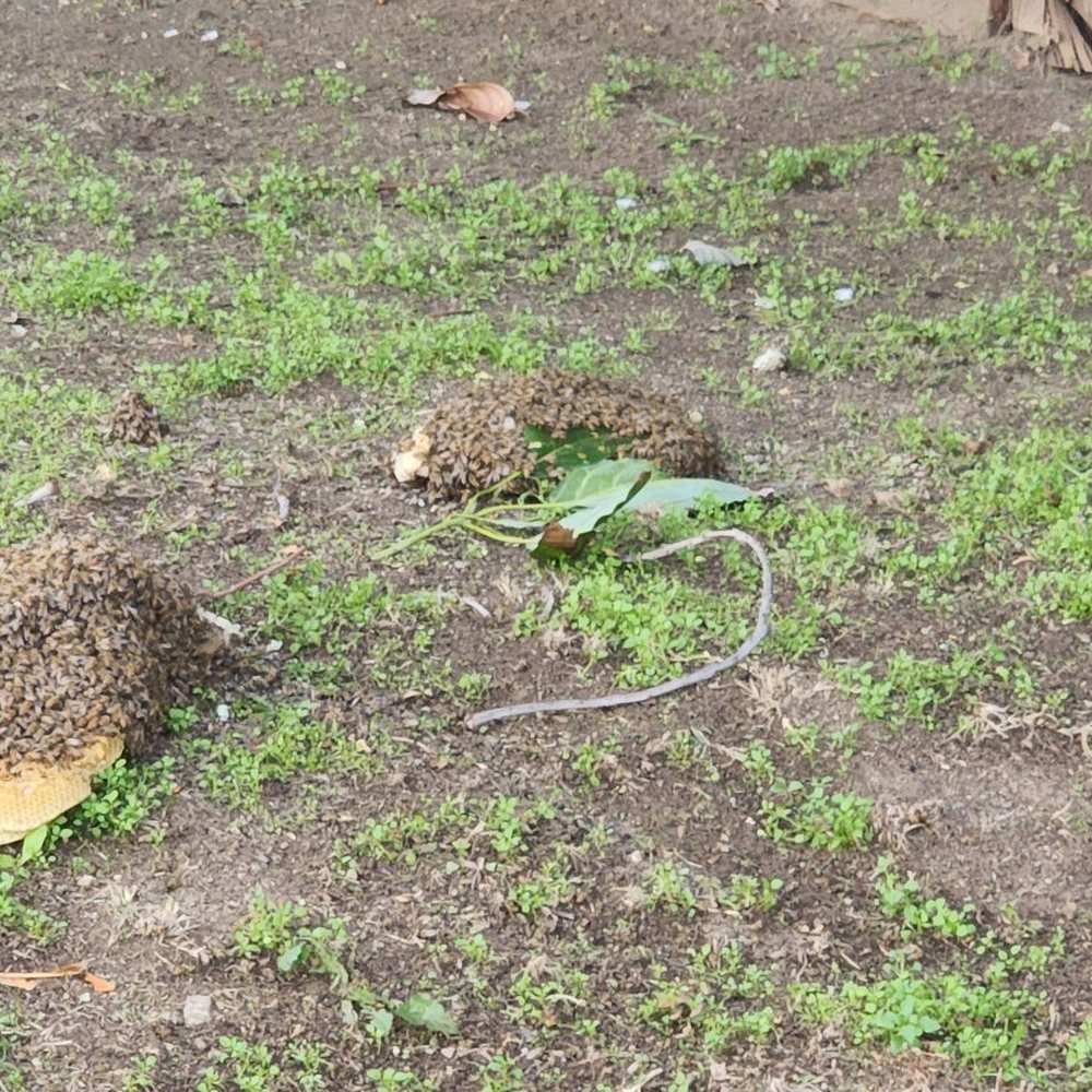 Beekeeper's Removal - Hive that fell - Pest Control Near Me Beekeeper's Removal - Hive that fell - Pest Control Near Me