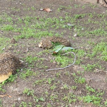Beekeeper's Removal - Hive that fell - Pest Control Near Me Beekeeper's Removal - Hive that fell - Pest Control Near Me