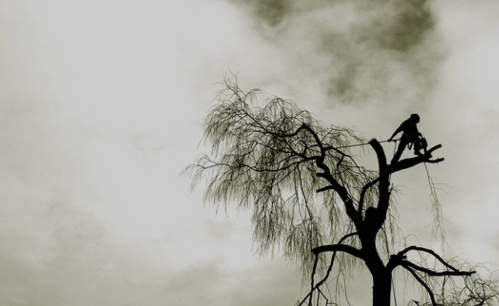 D&J Tree Care - tree service in Dixie, WV