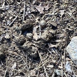 Haverford Reserve Dog Park - Poop 6