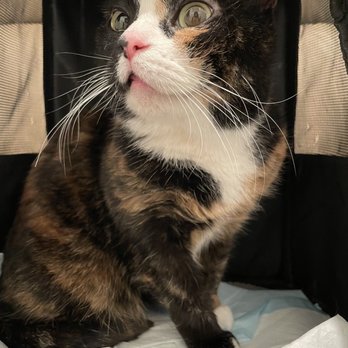 Happy Tails Wellness Center - Veterinarians Near Me - Queens, New York