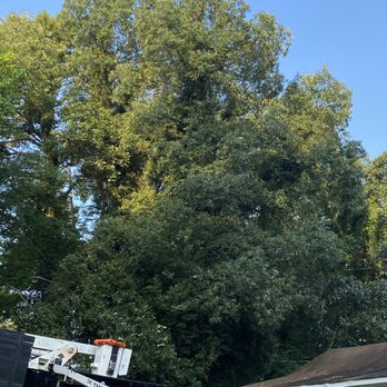All Season Tree Service - Tree Services Near Me - Chattanooga, Tennessee All Season Tree Service - Tree Services Near Me - Chattanooga, Tennessee