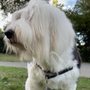 Photo of About Town Dogs Pet Grooming
