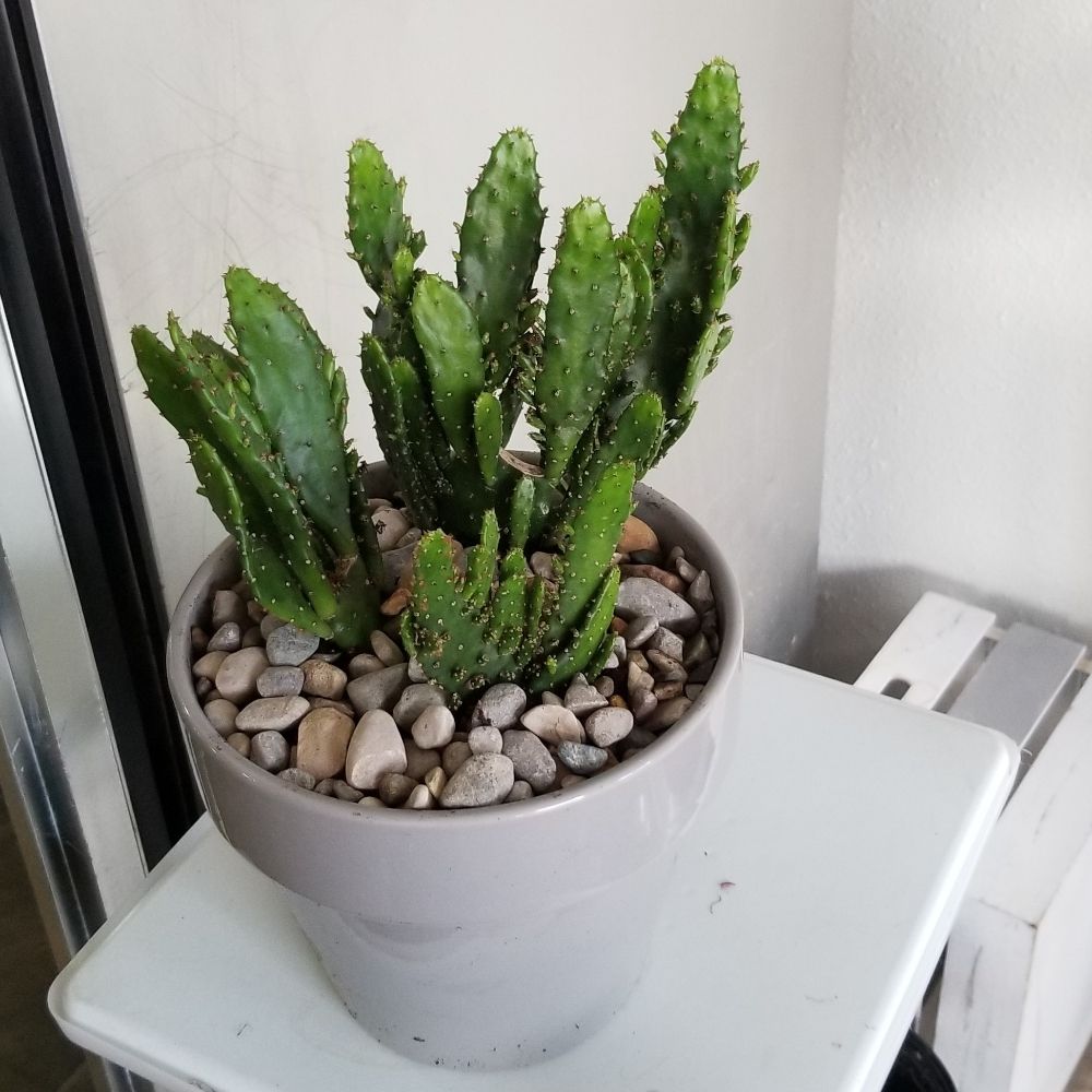 ROSELADY PRODUCTIONS FLORIST Updated July 2024 106 Photos 18716