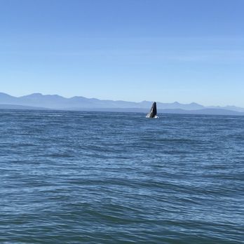 Vancouver Whale Watch - Whale Watching Tours Near Me - Richmond, British Columbia Vancouver Whale Watch - Whale Watching Tours Near Me - Richmond, British Columbia