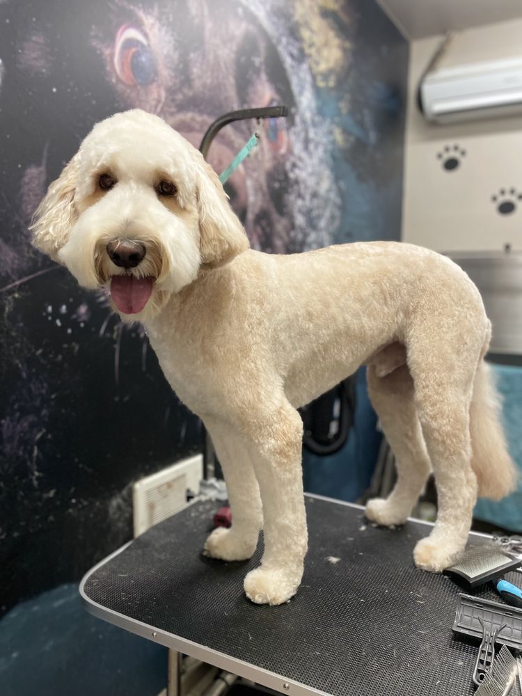 TEESPETSTYLES Request an Appointment 23 Photos Lawrenceville