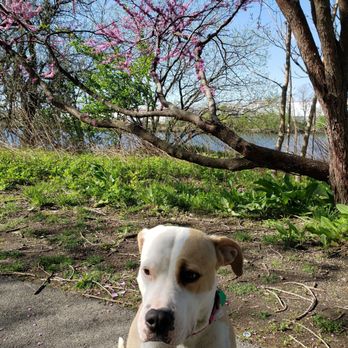 Soundview Park - Lola enjoys taking long walks on the trails. - Parks Near Me - Bronx, New York