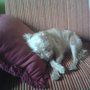 Photo of Joka