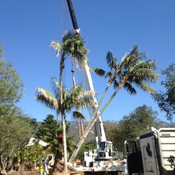 Jimenez Nursery & Landscapes - a crane working on a palm tree - Landscaping Near Me - Carpinteria, California Jimenez Nursery & Landscapes - a crane working on a palm tree - Landscaping Near Me - Carpinteria, California