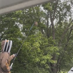 Viking Pest Control - Our Technician climbed on our roof in order to attack a huge hive 40ft high.
