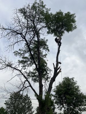 B&S Tree Service on Yelp