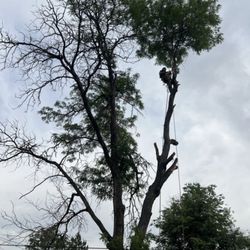 B&S Tree Service