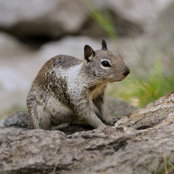 Expest Exterminating Pest Control