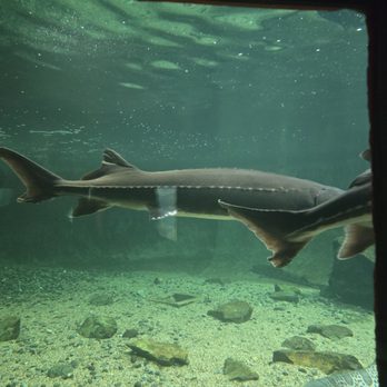 Ocean World - Huge sturgeon! - Aquariums Near Me - Crescent City, California