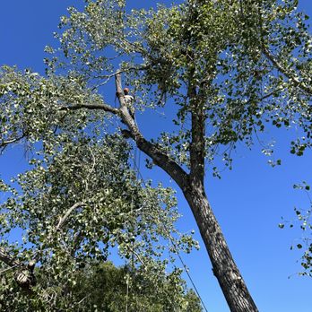 Southern Trees - If you look closely, theres a guy up there. - Tree Services Near Me - Venus, Texas Southern Trees - If you look closely, theres a guy up there. - Tree Services Near Me - Venus, Texas