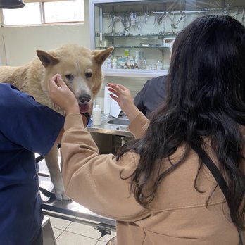 Clínica Dr Alexander - Veterinarians Near Me - Tijuana, AGU