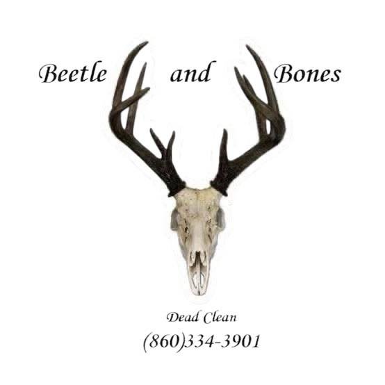 Beetle and Bones - taxidermy in Sterling, CT
