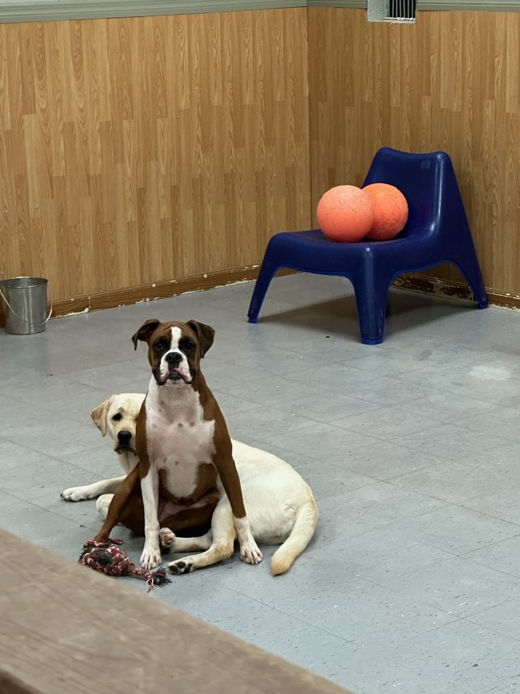 Pet Lodge And Spa Image