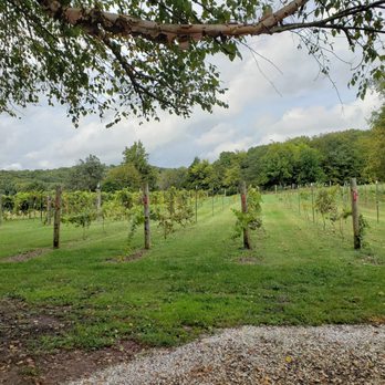 Traveler's Cellar Winery - a view of the vineyard - Wineries Near Me - Rockfield, Kentucky