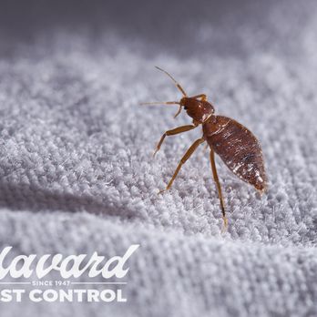 Havard Pest Control - Pest Control Near Me - Wiggins, Mississippi Havard Pest Control - Pest Control Near Me - Wiggins, Mississippi