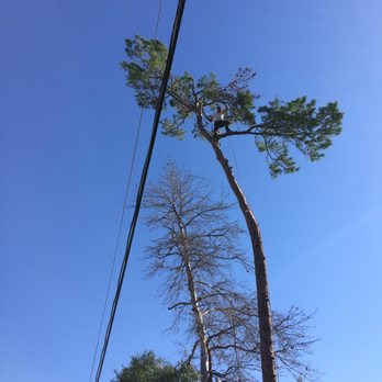 DeRosa's Tree Service - Tree Services Near Me - Deltona, Florida DeRosa's Tree Service - Tree Services Near Me - Deltona, Florida