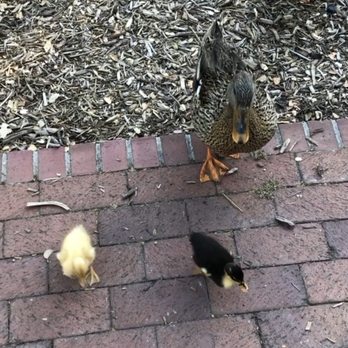 Burgess Park - Ducks - Parks Near Me - Menlo Park, California