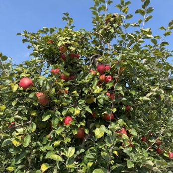 Apple Holler - American Near Me - Sturtevant, Wisconsin