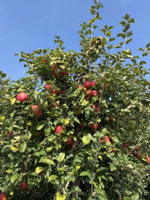 Apple Holler by null