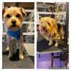 spoil ME Crazy mobile grooming services gift card