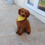 Photo of Alix J Mobile Grooming