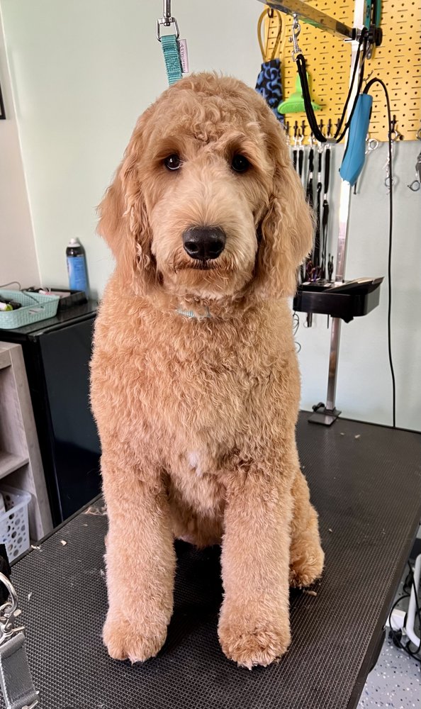 TAILS IN TUBS DOG GROOMING Updated September 2024 52 Photos 10369 E 39th Way, Yuma