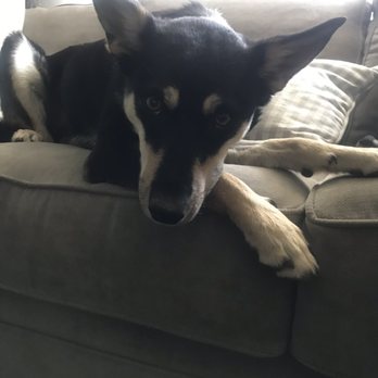 A Path 4 Paws - Daisy! - Animal Shelters Near Me - Amargosa Valley, Nevada