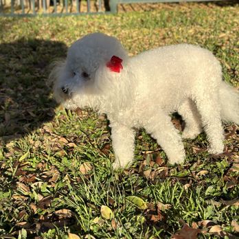 Lap of Love - The last time she went out to pee and feel the cool breeze on her face. My sweet baby! - Veterinarians Near Me Lap of Love - The last time she went out to pee and feel the cool breeze on her face. My sweet baby! - Veterinarians Near Me