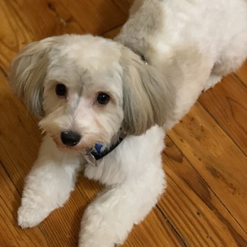Dog Friendly Grooms - Pet Groomers Near Me - Ridgewood, New York