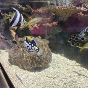 Downtown Aquarium - Fish - Museums Near Me - Denver, Colorado Downtown Aquarium - Fish - Museums Near Me - Denver, Colorado