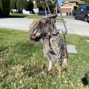 Gopher Champs - Pest Control Near Me