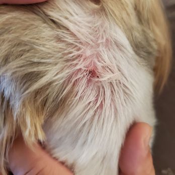 Bogart's Bone Appetit - Wound after the furcut. - Pet Groomers Near Me - Las Vegas, Nevada