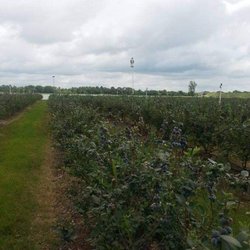 Luna Berry Farms - Lots of berries.