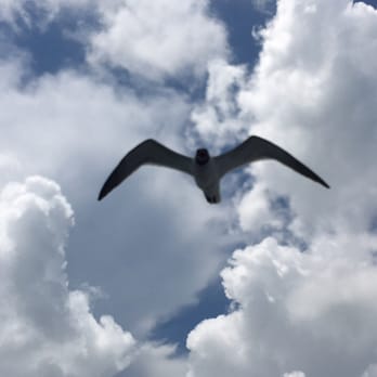 Island Boat Adventures - Steven Seagull ;) - Tours Near Me - Gulfport, Florida Island Boat Adventures - Steven Seagull ;) - Tours Near Me - Gulfport, Florida