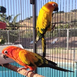 Calero Pet Retreat - We also care for : birds, exotics, cats, reptiles
