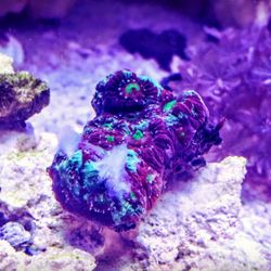 Homegrown Aquascapes - Feeding a favites coral. Homegrown Gardening and Aquascapes makes its own homemade coral food blend formulated to maximize color and growth!
