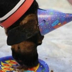 Doggie Paddles - Birthday parties at Doggie Paddles!