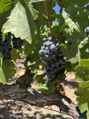 James Cole Winery by null