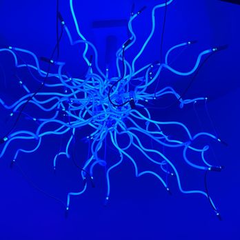 Chihuly Collection - Art Galleries Near Me - Saint Petersburg, Florida