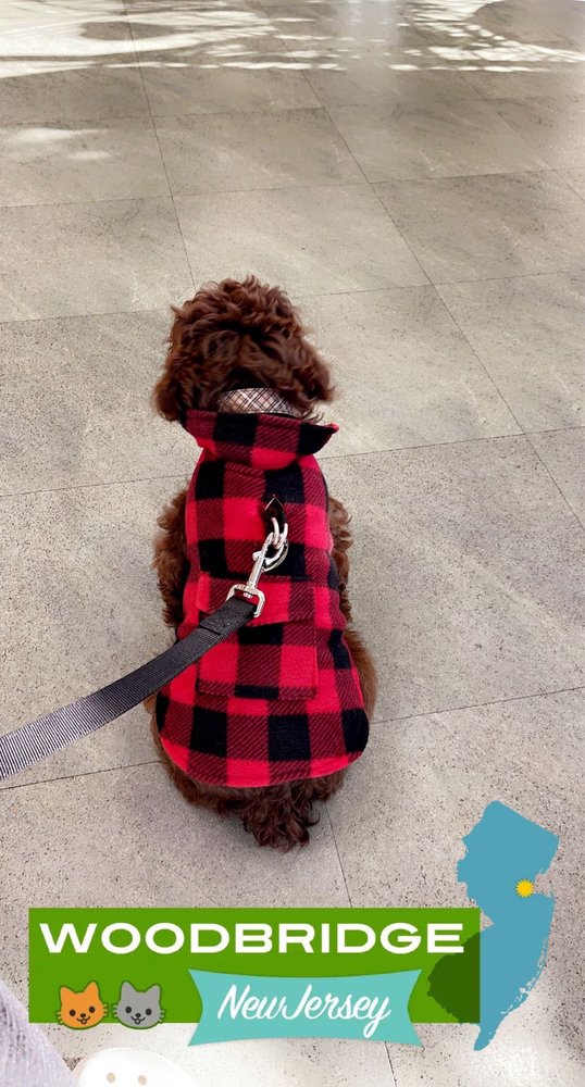 WOODBRIDGE VETERINARY GROUP 57 Reviews Veterinarians 424 Amboy