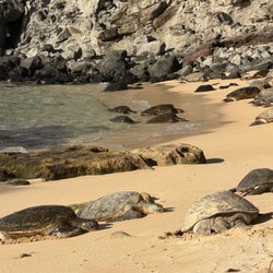 Oui Tour Maui