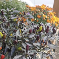 Ornamental peppers