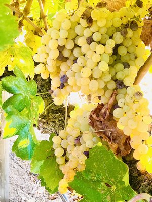 Eden Rift Vineyards by null