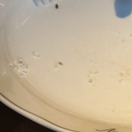 live bug in the plate live bug in the plate