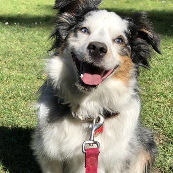 BOOP Seattle - Dog Walkers Near Me BOOP Seattle - Dog Walkers Near Me